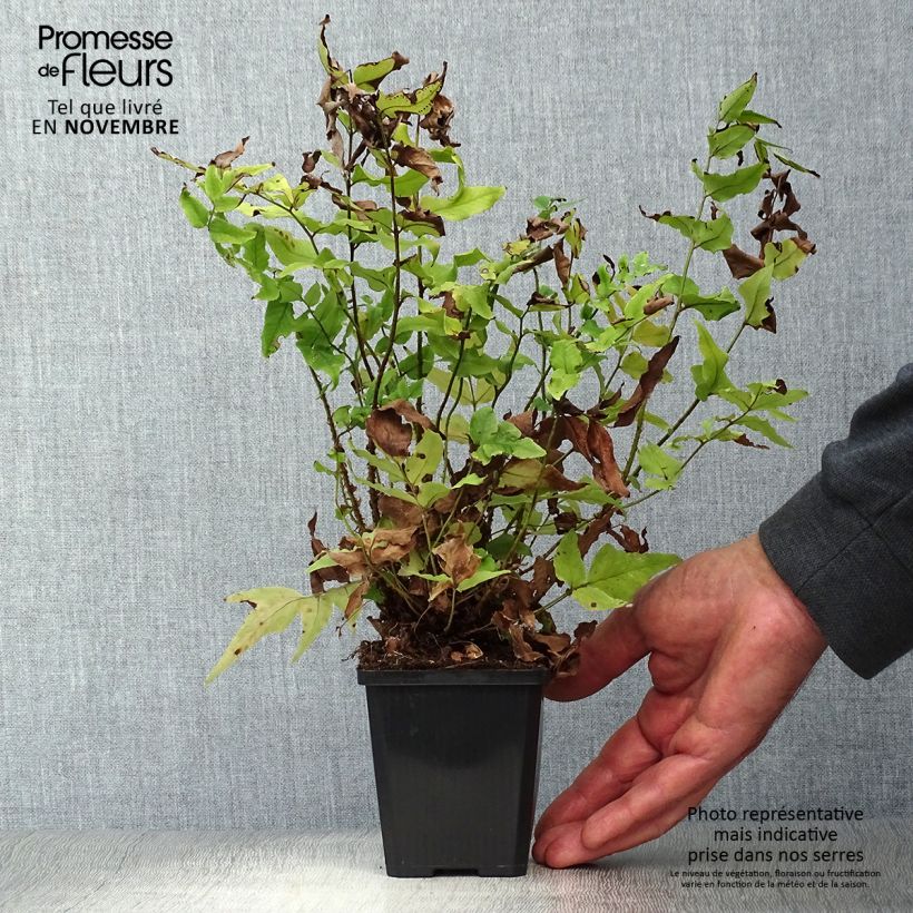 Ejemplar de Cyrtomium fortunei - Helecho acebo de la fortuna Maceta de 8/9 cm entregado en otoño