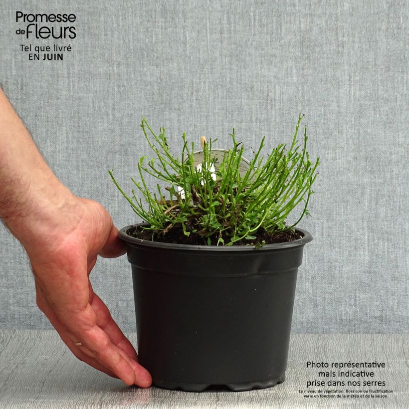 Ejemplar de Cytisus decumbens - Ginesta Maceta 2L/3LAltura de entrega aprox. 5/10cm entregado en verano
