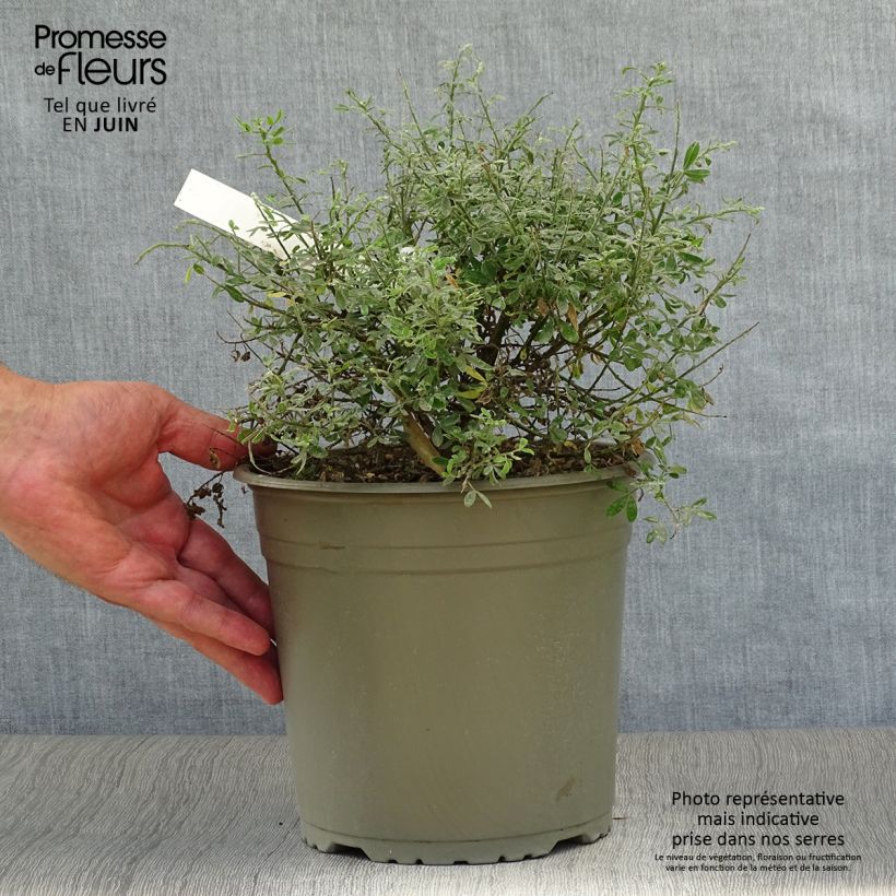 Ejemplar de Cytisus spachiana Phebus - Ginesta Maceta 4L/5LAltura de entrega aprox. 20cm entregado en verano