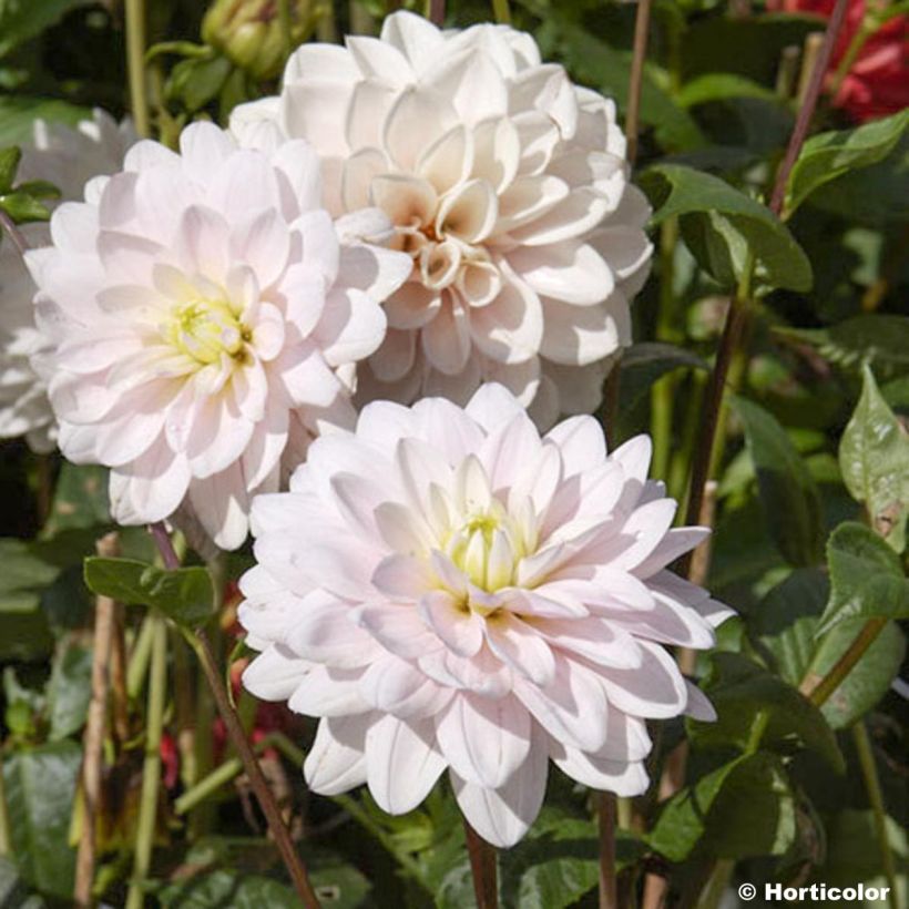 Dalia decorativa Naples (Floración)