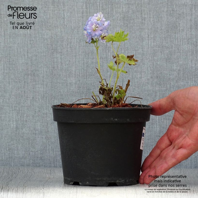 Ejemplar de Espuela de caballero - Delphinium Pacific-hybrid Summer Skies Maceta 2L/3L entregado en verano