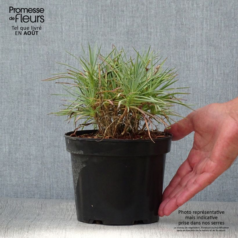 Ejemplar de Clavel coronado Cranmere Pool - Dianthus plumarius Maceta 2L/3L entregado en verano