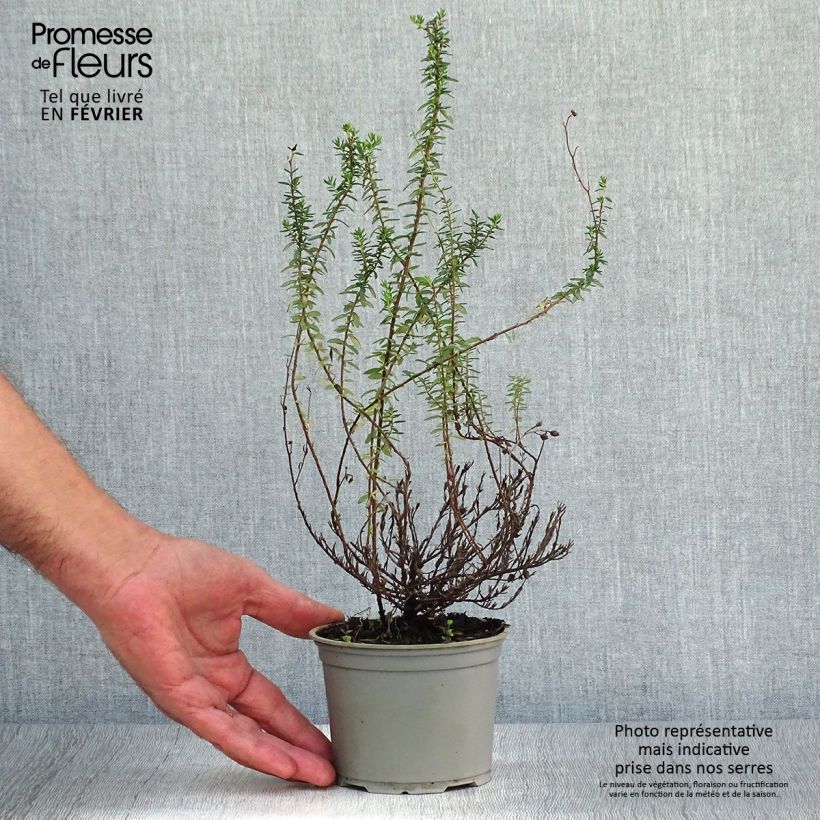 Ejemplar de Daboecia cantabrica Alba Maceta de 12 cm / 13 cm entregado en otoño