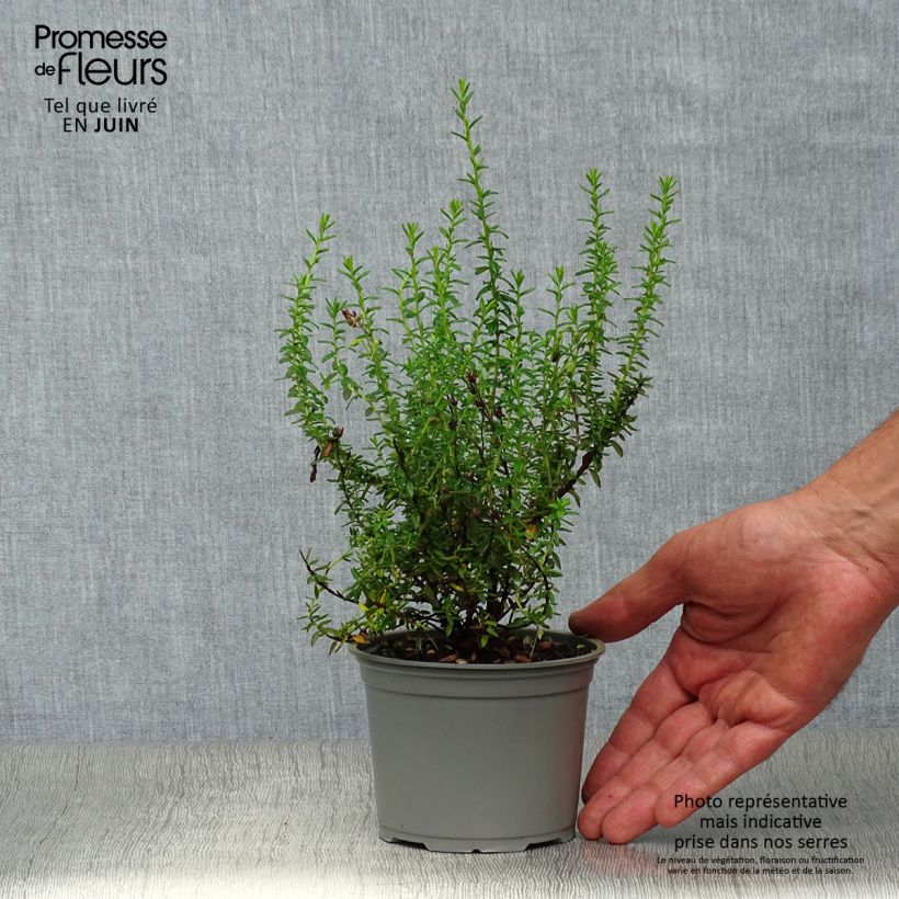 Ejemplar de Daboecia cantabrica Alba - Bruyère de Saint Daboec blanche Pot de 12 cm entregado en verano