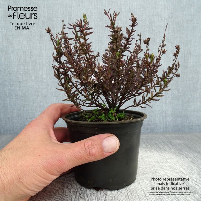 Daboecia cantabrica - Brezo de Vizcaya Maceta de 12 cm / 13 cmAltura de entrega aprox. 5/10cm Ejemplar entregado en la primavera