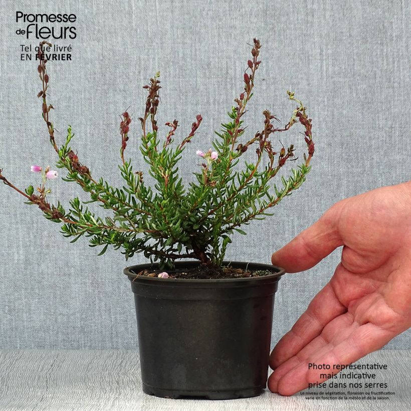 Ejemplar de Daboecia cantabrica Waley's Red Maceta de 12 cm / 13 cm entregado en otoño
