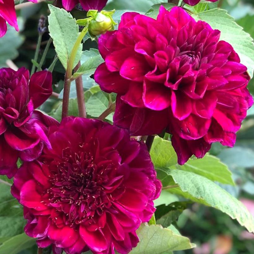 Dalia Flor de Anémona Purple Bouquet (Floración)
