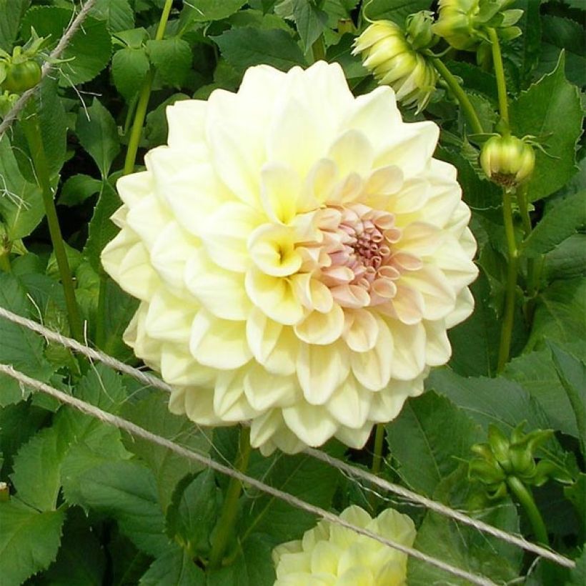 Dalia decorativa Alloway Cottage (Floración)