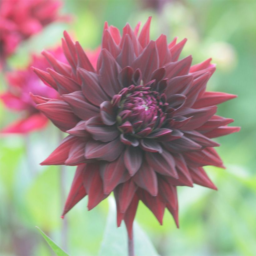 Dalia cactus Black Wizzard (Floración)