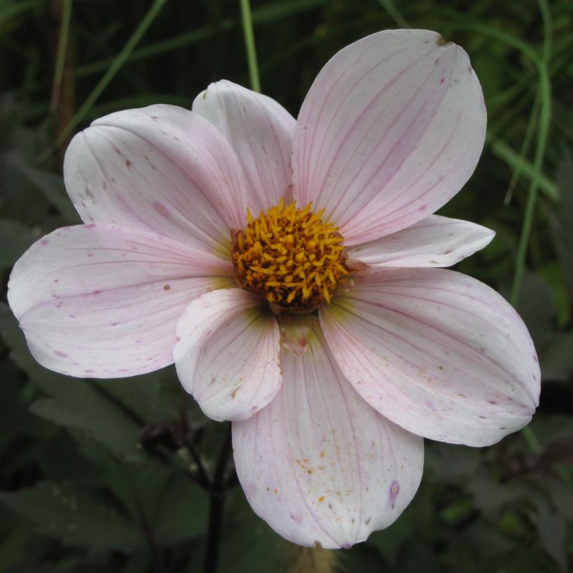 Dalia enana Cory (Floración)