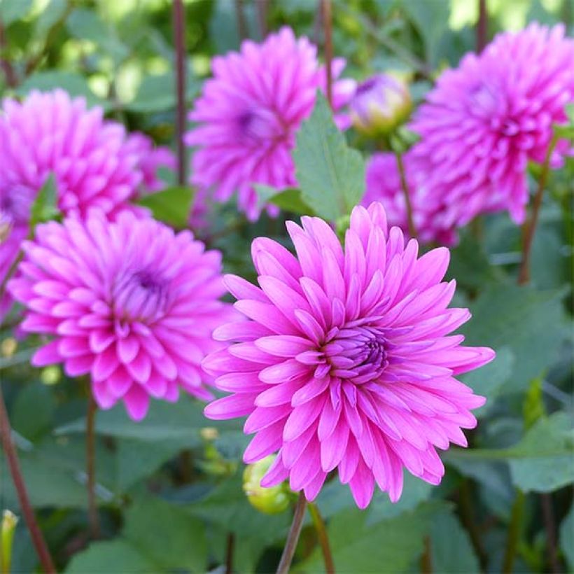 Dalia decorativa Gerbera (Floración)