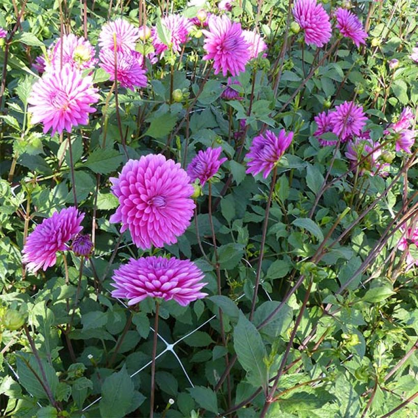 Dalia decorativa Gerbera (Porte)