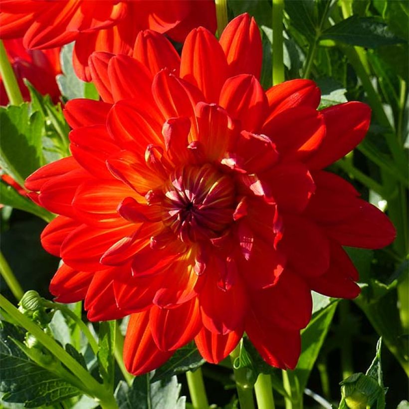 Dalia decorativa Karma Irene (Floración)