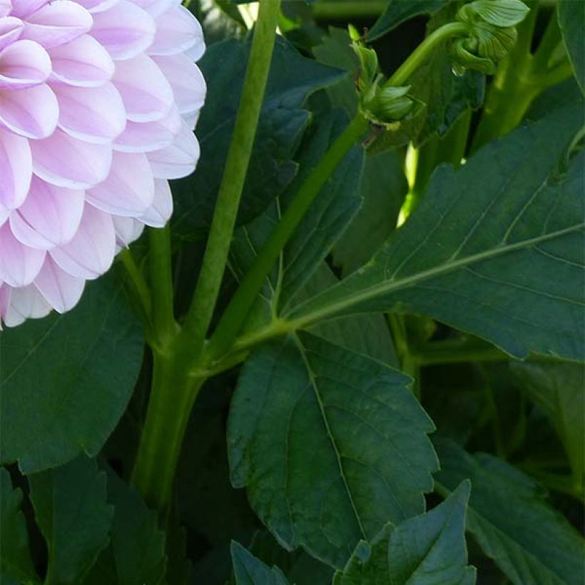 Dalia decorativa Pink Silk (Follaje)