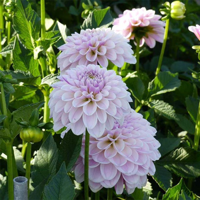 Dalia decorativa Pink Silk (Floración)