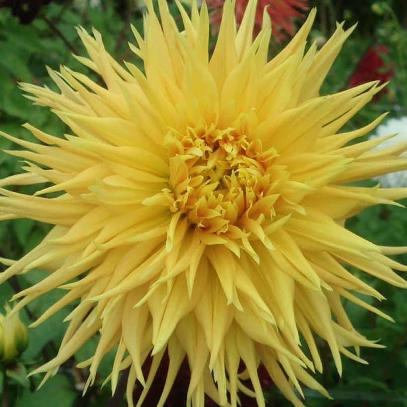 Dalia cactus Encore (Floración)