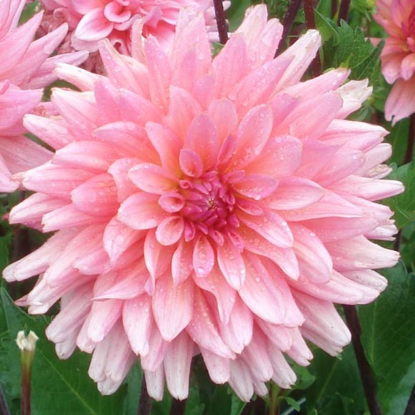 Dalia decorativa Graaf Floris (Floración)