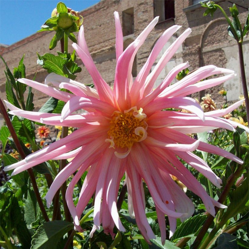 Dalia cactus Jeanne d Arc (Floración)