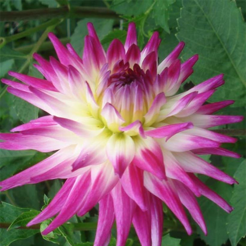 Dalia cactus Match (Floración)