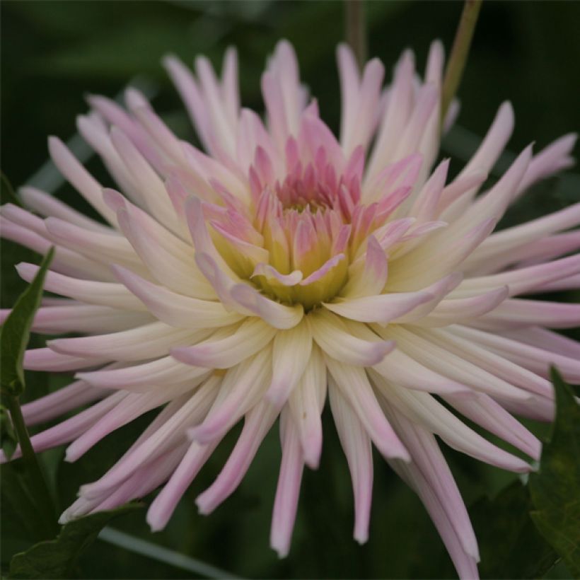 Dalia cactus Star's Lady (Floración)