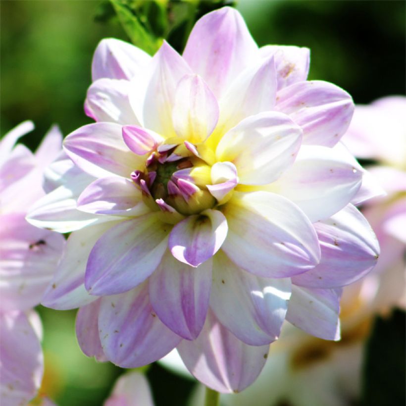 Dalia decorativa Twilight Time (Floración)
