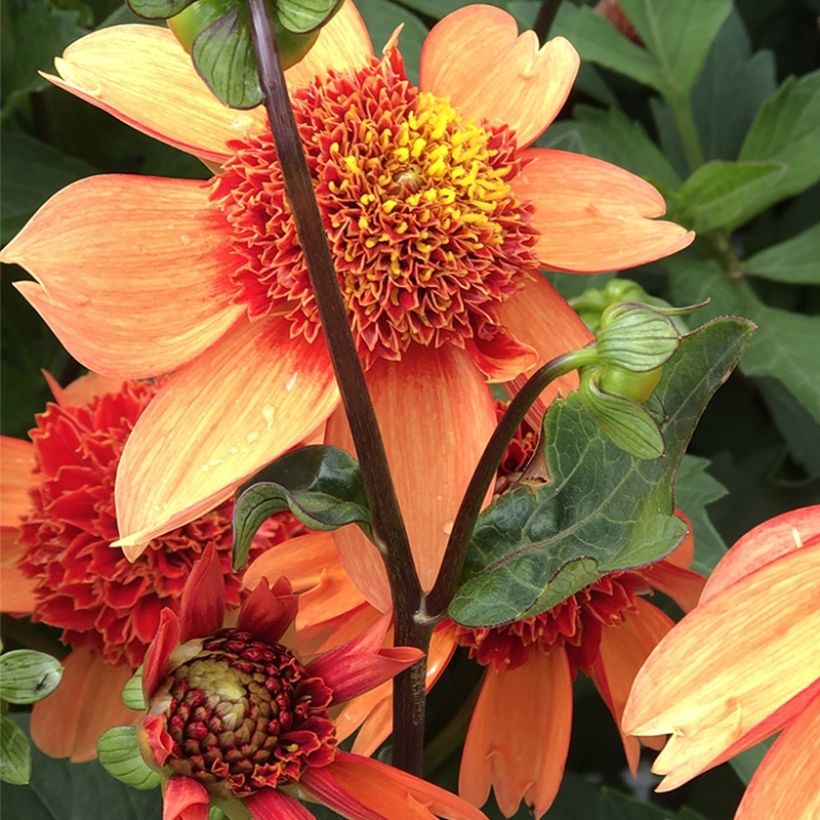 Dalia Flor de Anémona Josie (Floración)