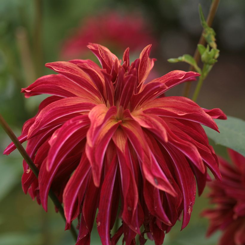 Dalia decorativa Bangkok (Floración)