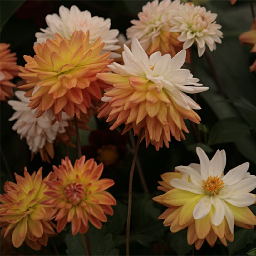 Dalia decorativa Coup de Soleil (Floración)