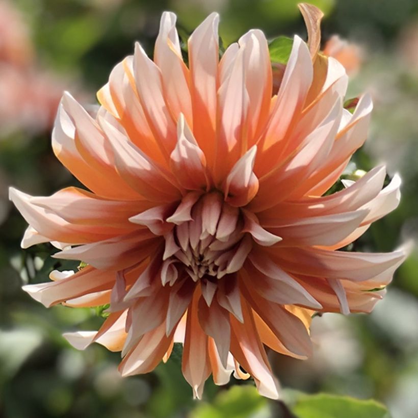 Dalia decorativa Hans Auinger (Floración)
