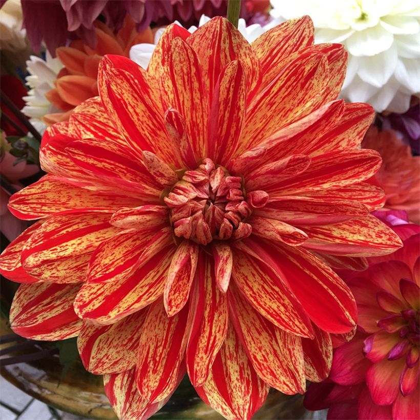 Dalia decorativa Neo (Floración)