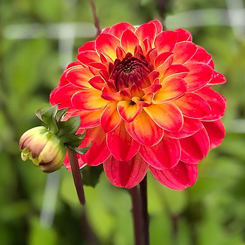 Dalia decorativa Pernille (Floración)