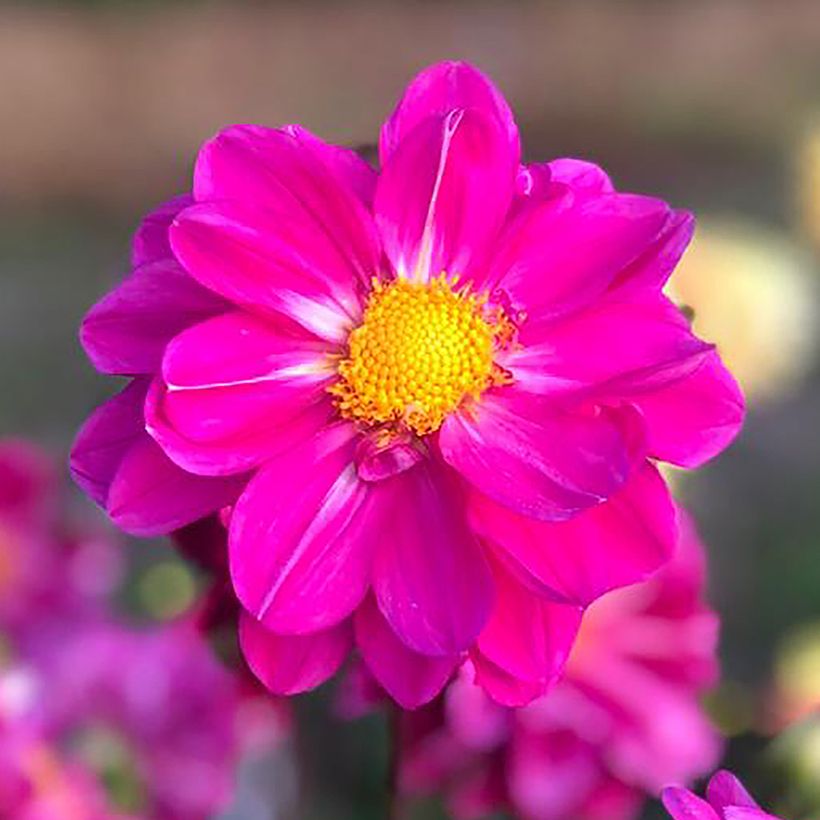 Dalia Miracle Purple (Floración)