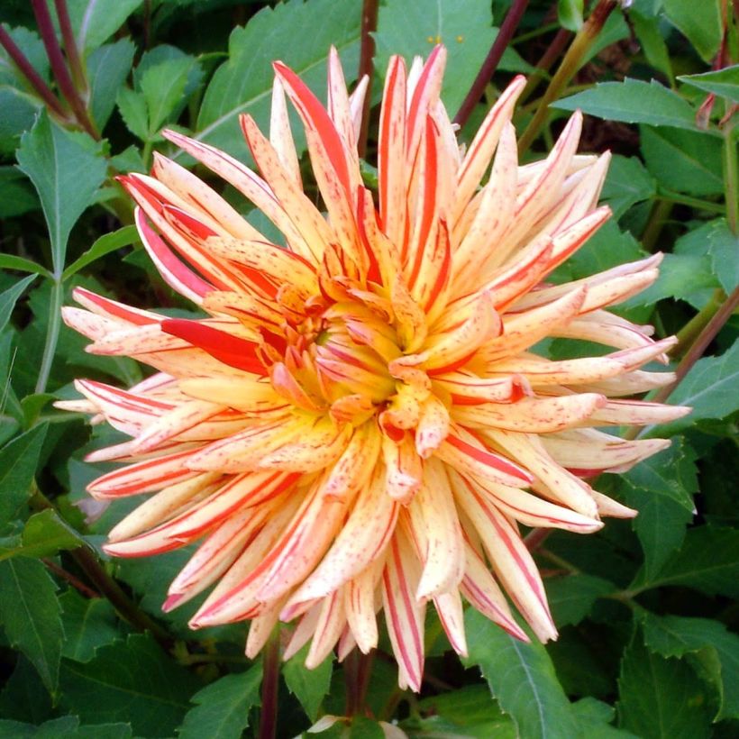 Dalia cactus Saint Saens (Floración)