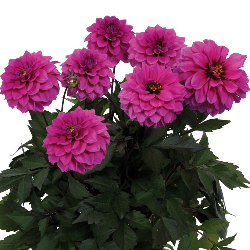 Dalia enana Gardenetta Lavender (Floración)