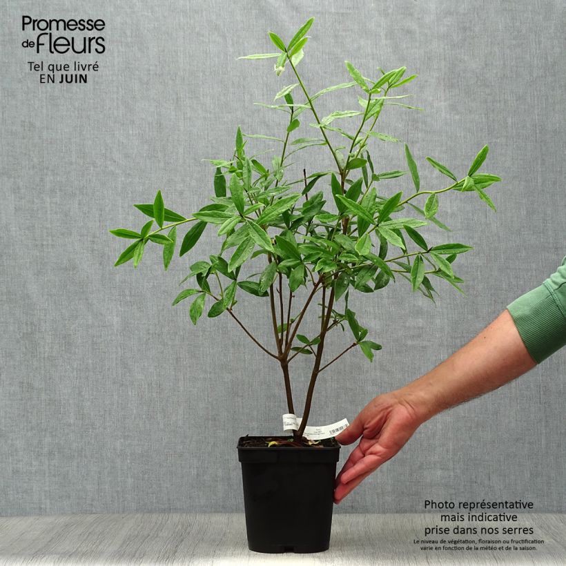 Ejemplar de Daphne Spring Beauty Pot de 4L/5L entregado en verano