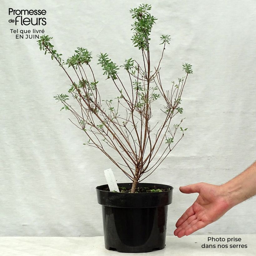 Ejemplar de Daphne burkwoodii Somerset Maceta 4L/5L entregado en verano