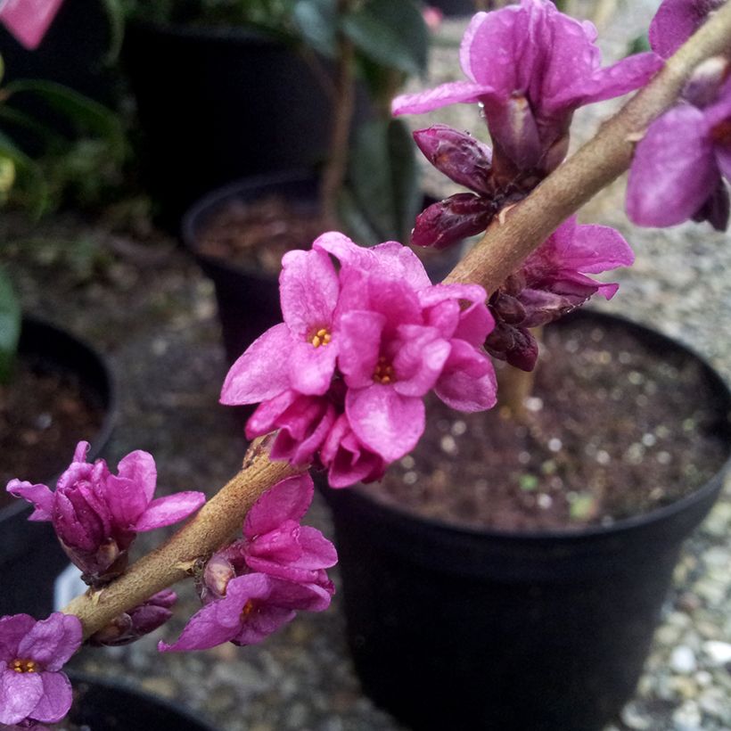 Daphne mezereum var. rubra - Laureola hembra (Floración)