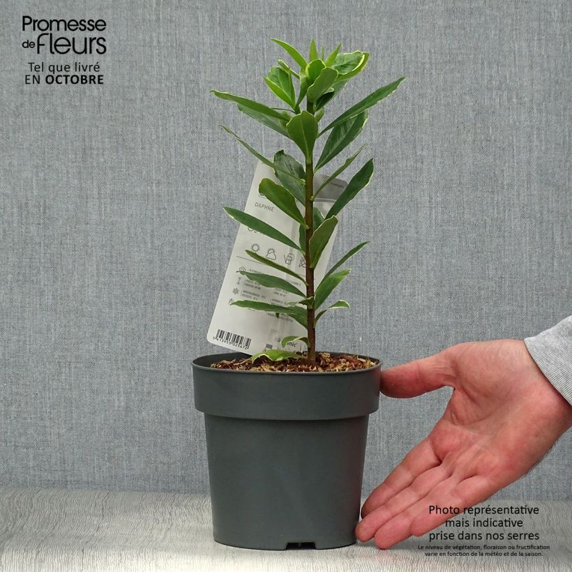 Ejemplar de Daphne odora Aureomarginata Maceta 2L/3L entregado en otoño