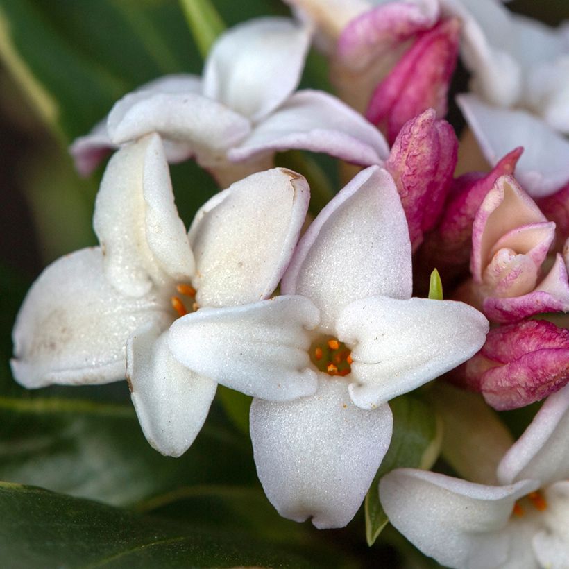 Daphne odora Aureomarginata (Floración)