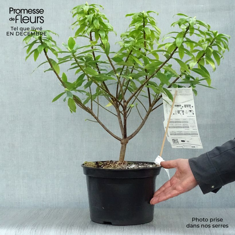 Daphne odora Aureomarginata Maceta 7,5L/10L Ejemplar entregado en invierno