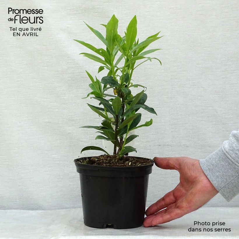 Daphne odora - Bois-joli odorant Pot de 1.5L/2L Ejemplar entregado en la primavera