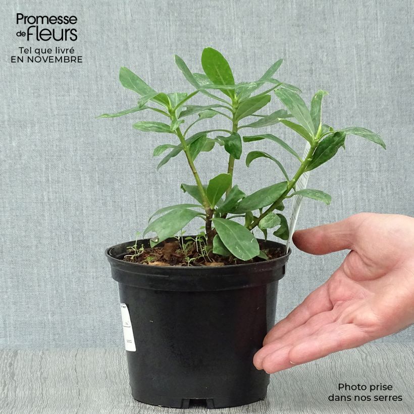 Ejemplar de Daphne odora Maceta 1,5L/2L entregado en otoño