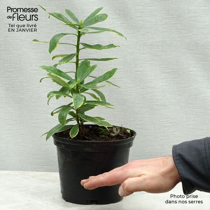 Daphne odora Maejima - Daphné parfumé panaché. Pot de 2L/3L Ejemplar entregado en invierno