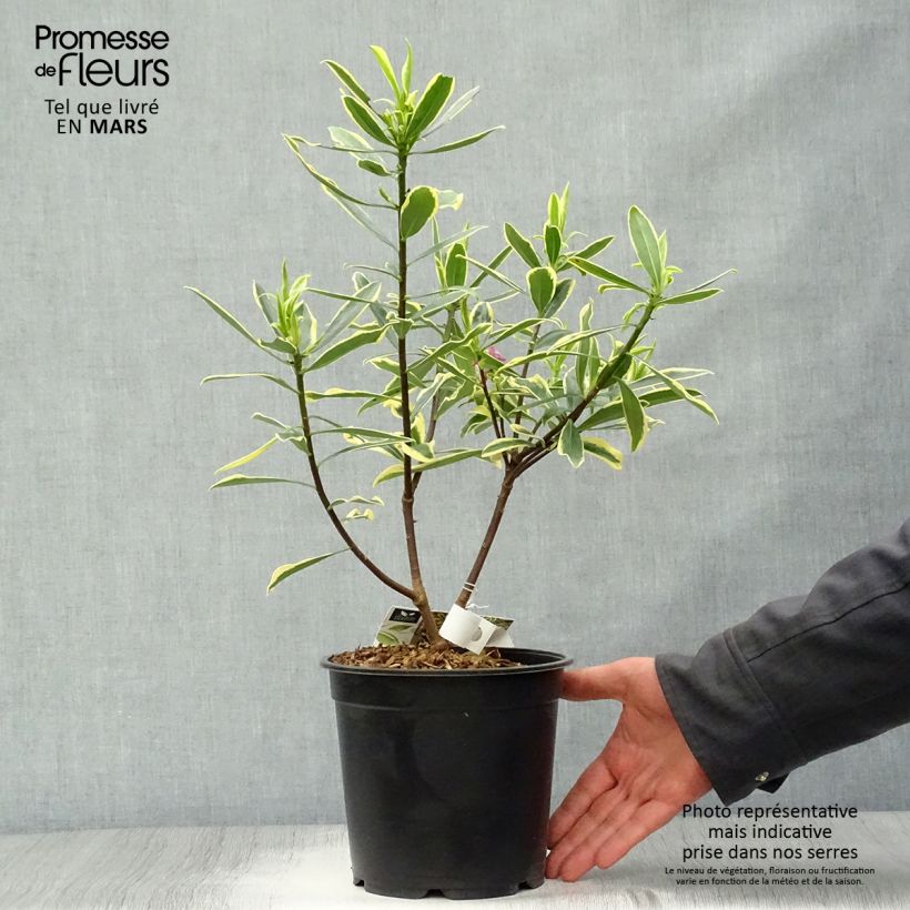 Daphne odora Marianni (Rogbret) Pot de 2L/3L Ejemplar entregado en la primavera