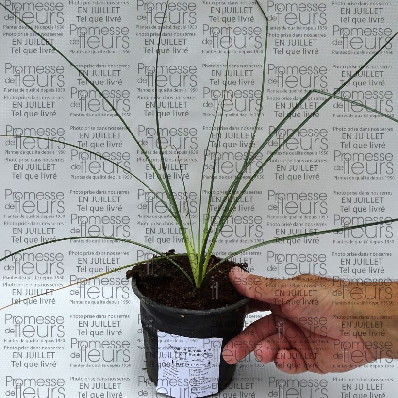 Ejemplar de Dasylirion acrotrichum - Dasylire acrotriche Pot de 12 cm entregado en verano