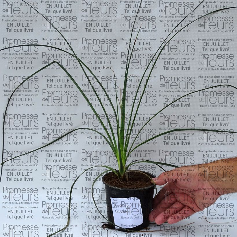 Ejemplar de Dasylirion cedrosanum - Dasylire Pot de 12 cm entregado en verano