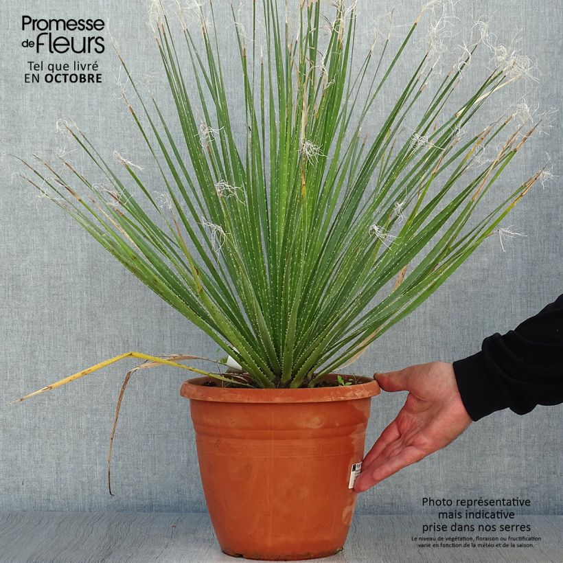 Ejemplar de Dasylirion glaucophyllum Maceta 7,5L/10L entregado en otoño