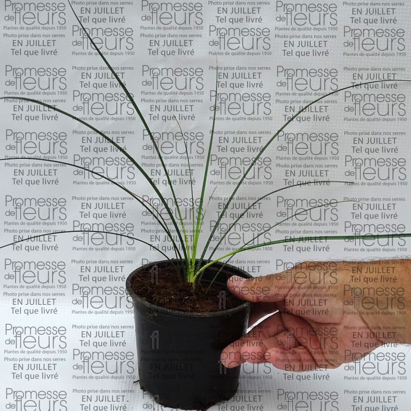 Ejemplar de Dasylirion leiophyllum - Dasylire ou Sotol vert Pot de 12 cm entregado en verano