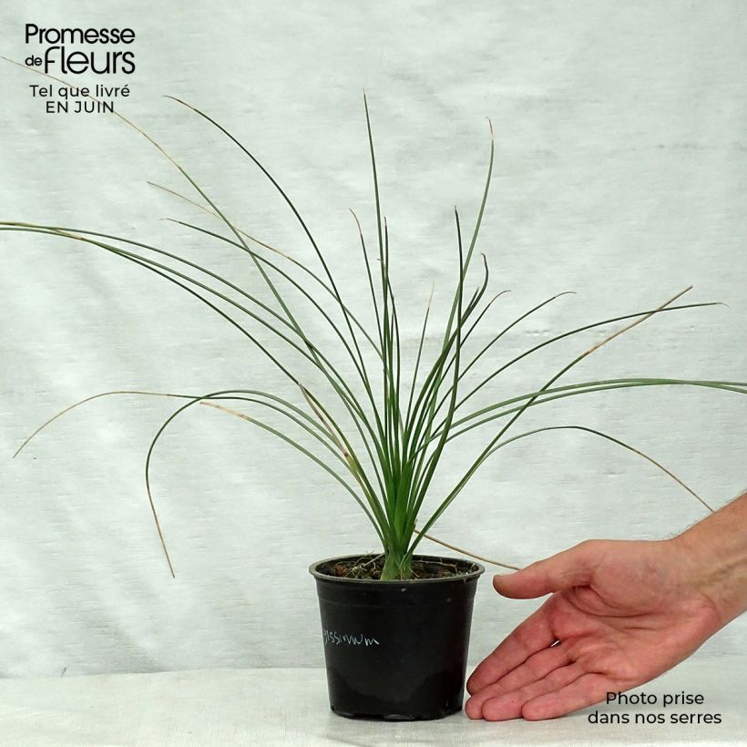 Ejemplar de Dasylirion longissimum en pot de 12 cm entregado en verano