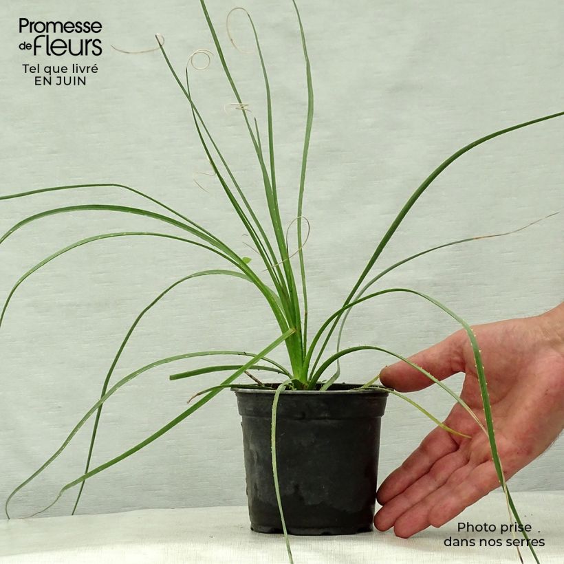 Ejemplar de Dasylirion lucidum - Sotol brillant Pot de 12 cm entregado en verano